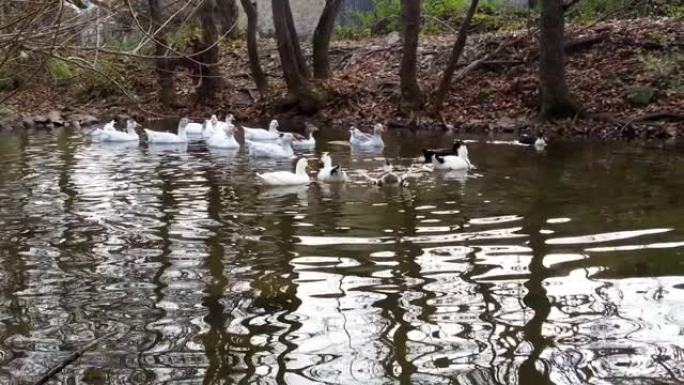 湖里的鸭子。