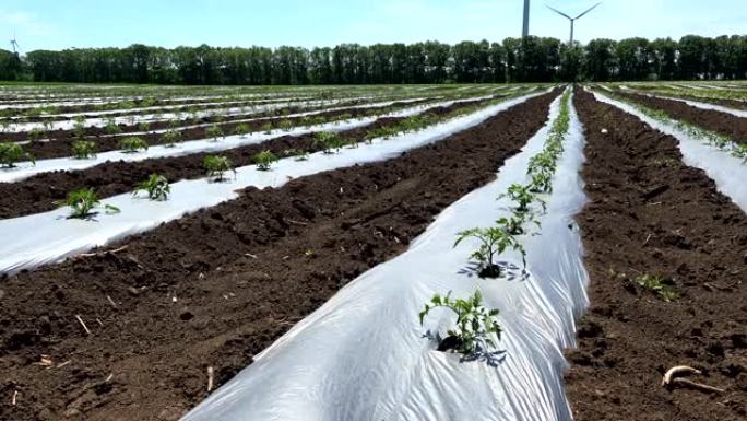 农业领域利用塑料薄膜改善作物微气候