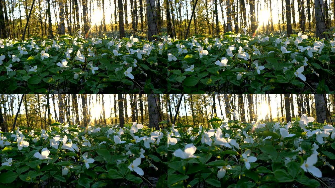 春季白色延龄草野花
