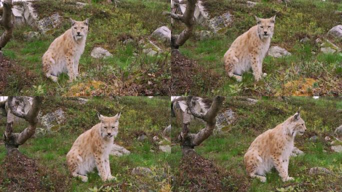 夏天，欧洲山猫的特写镜头坐在森林里