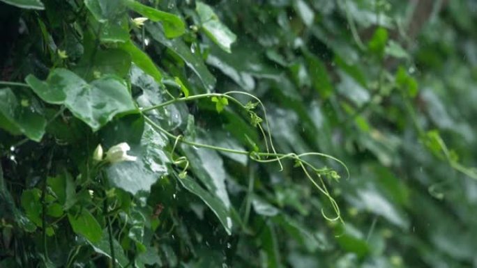 4k雨水落在绿叶上