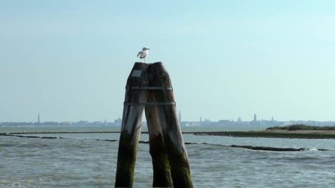 海鸥鸟在木系泊杆上休息，在威尼斯眺望大海