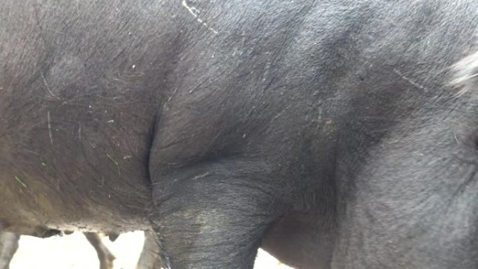 4k黑伊比利亚猪穿过西班牙Dehesa的橡树