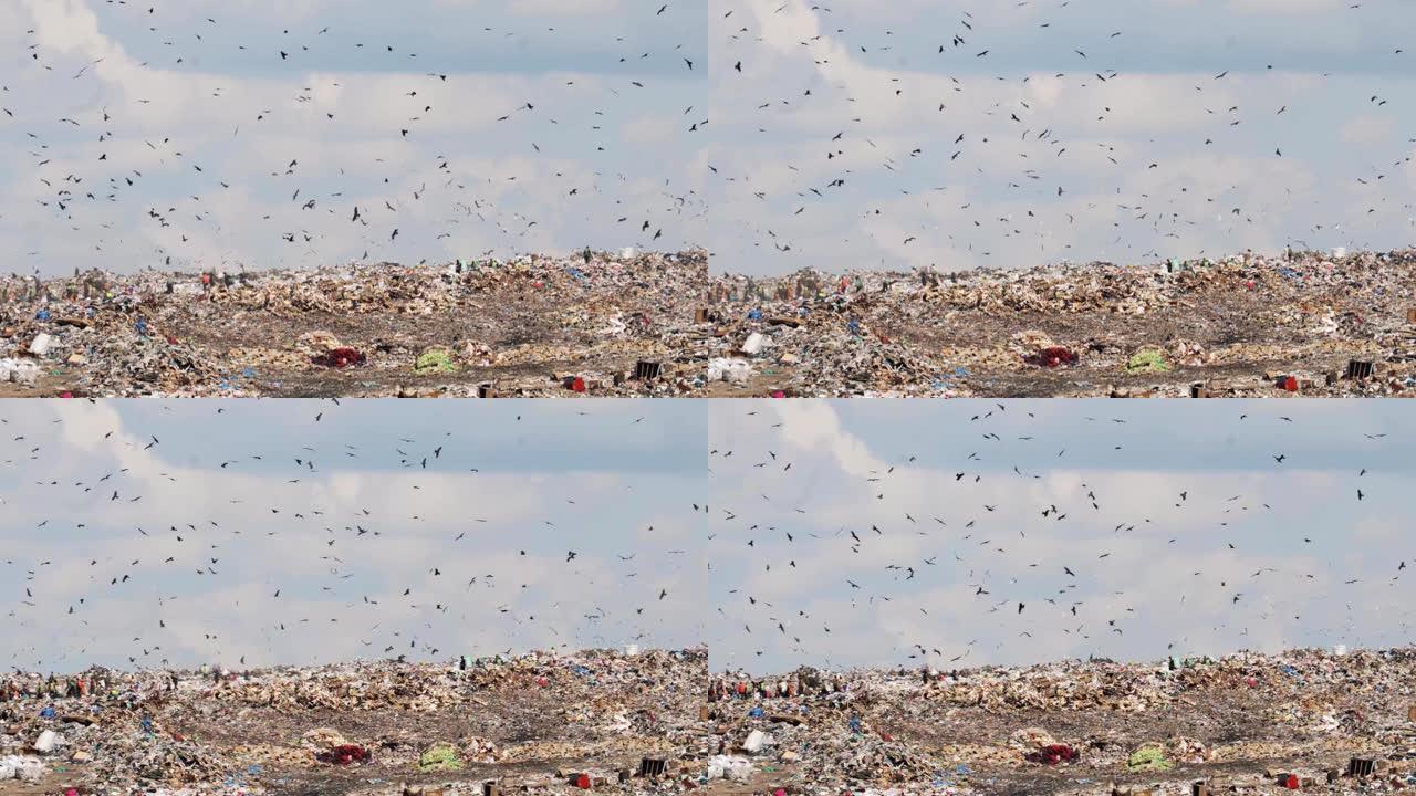 在非recyclig第三世界国家的巨大垃圾场上的人和鸟