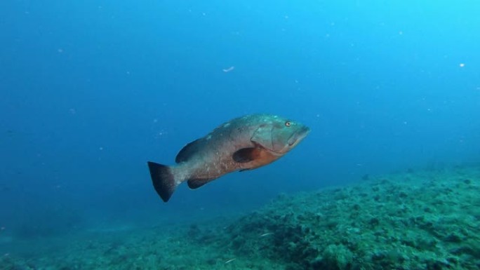 海洋野生动物-石斑鱼独自在相机附近游泳