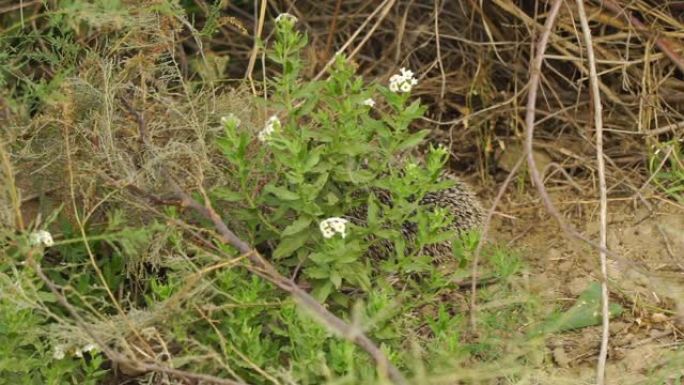 长耳刺猬 (Hemiechinus auritus)