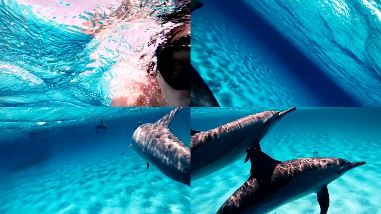 与海豚自拍。这家伙在公海与海豚一起游泳，并在动作相机上拍摄它们。