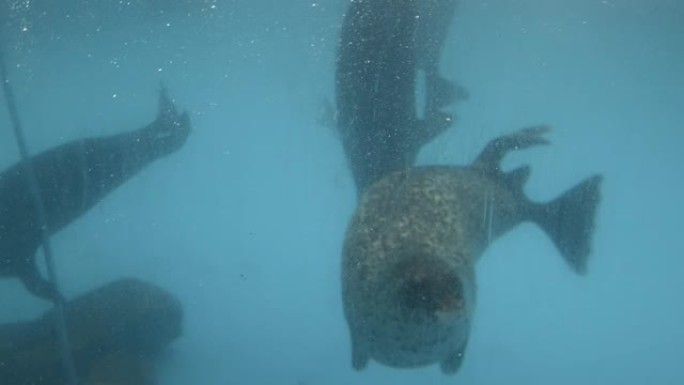 水族馆里的海象