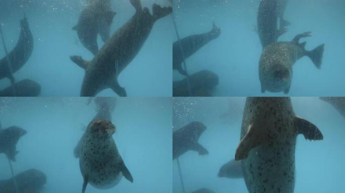 水族馆里的海象