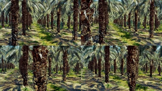 椰枣种植园
