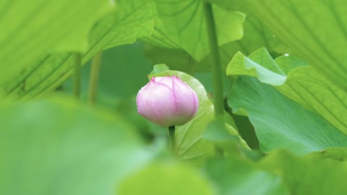放大视频，美丽的荷花芽在雨天，粉红色的花芽与绿叶背景。