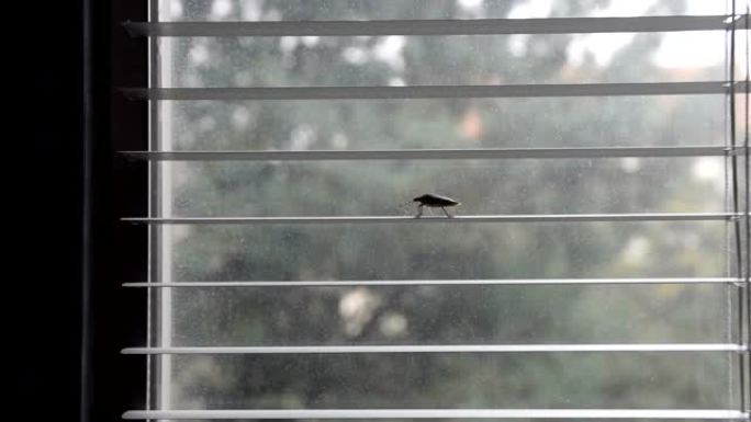 在百叶窗上行走的臭虫 (pentatomoidea物种)