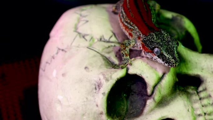 头骨顶部的深红色石像鬼壁虎舔它，同时被绿光照亮