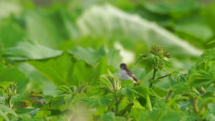 欧洲石查特 (Saxicola rubicola) 千岛群岛