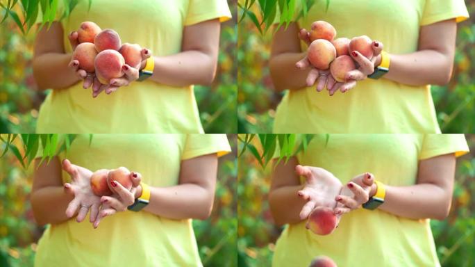 女人手里拿着很多桃子，它们从她身上掉了出来。收获概念。维生素，健康饮食。