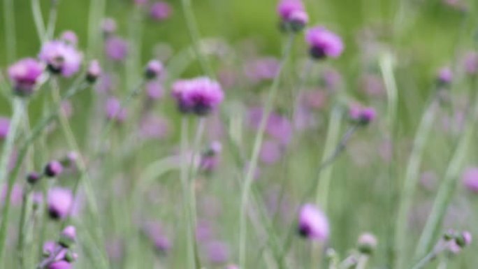 野花和草药。春天的田野鲜花盛开，紫色和紫色，大自然正在醒来。