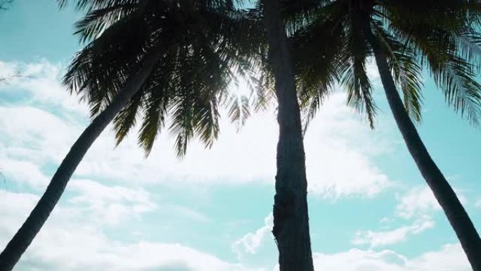 高高的椰子树和白天明亮的阳光，阳光普照。