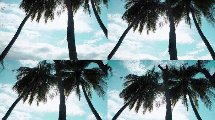 高高的椰子树和白天明亮的阳光，阳光普照。