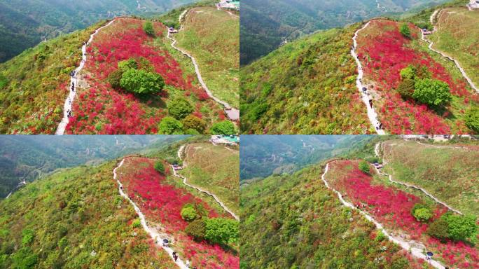 温州乐清智仁乡杜鹃花谷