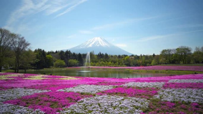 富士山和七彩粉色苔藓前景在芝坂节