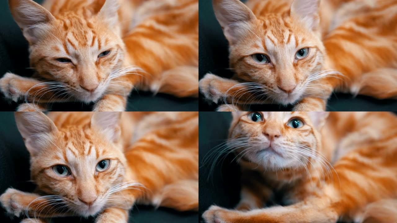红埃及猫躺在椅子上，直视镜头。慢动作