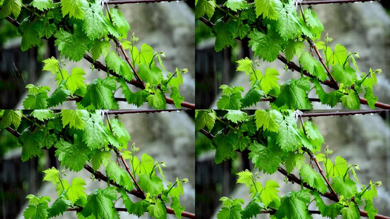 雨滴滴在葡萄的叶子上，然后沥干