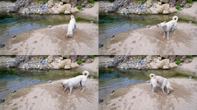 狗在河附近的沙子上拉屎