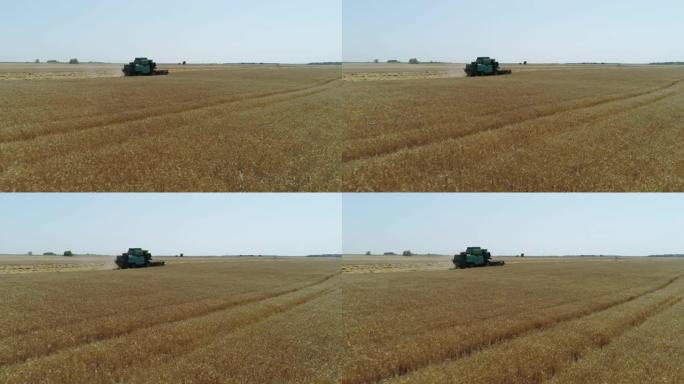空中无人机镜头。联合收割机之后收集小麦。收割粮田。
