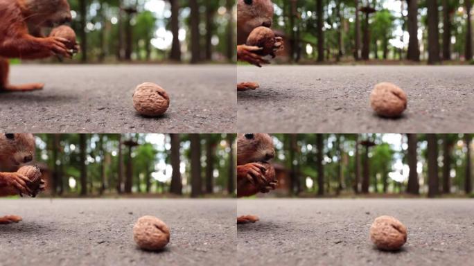 森林里有坚果的松鼠