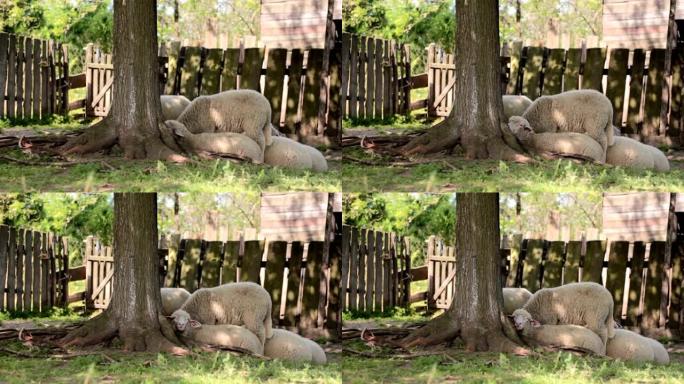 农村房屋木门前树荫下的一群羊