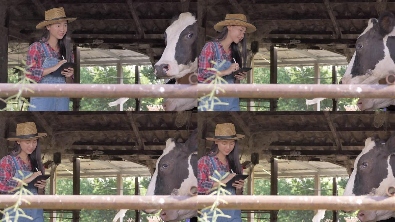 亚洲女农民在牛中使用数字平板电脑。小型企业主在奶制品方面取得了成功