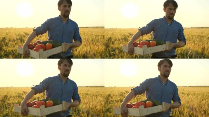 男人农夫在日落田里拿着一盒有机蔬菜: 胡萝卜，土豆，西葫芦，西红柿。农贸市场: 有机农业。农业农场收