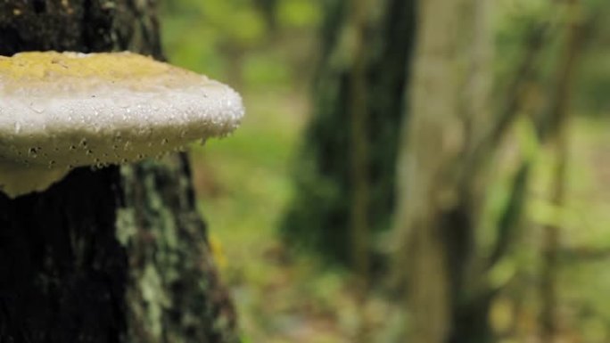 白俄罗斯别列津斯基生物圈保护区。秋季雨天树干上的多孔菌。多孔菌也称为托槽菌，其木质子实体称为Conk