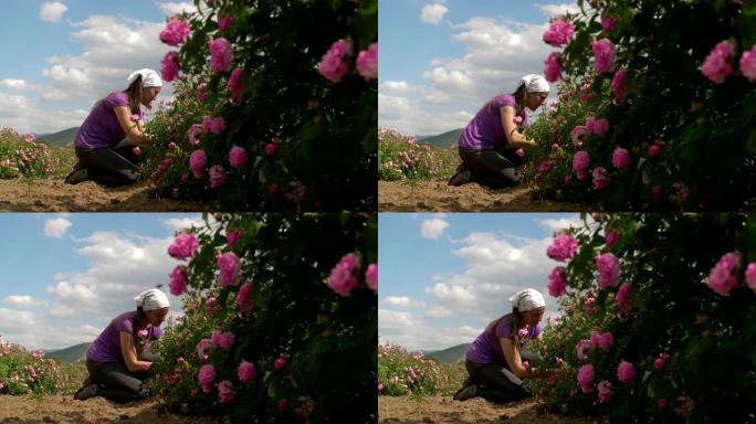 美丽的保加利亚玫瑰。