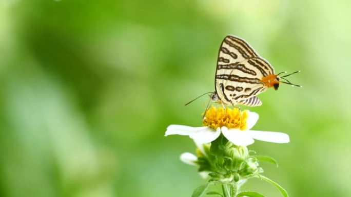 蝴蝶 (俱乐部银线) 以花为食，泰国。