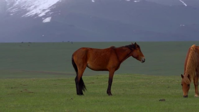 吉尔吉斯斯坦天山野马