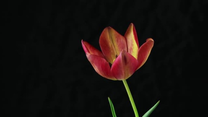红黄郁金香花盛开的时光倒流。黄红色郁金香花在黑色背景上绽放的时光倒流，完全张开花瓣。