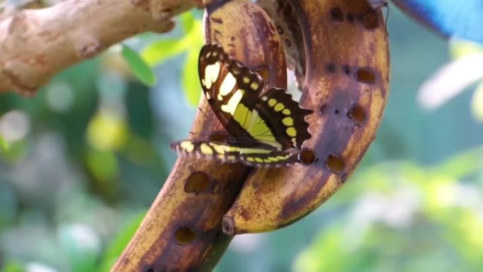 孔雀石蝴蝶的宏观特写，展开美丽多彩的翅膀，来自美国的热带昆虫物种