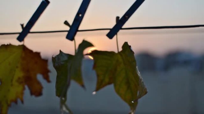 在寒冷的天气里，潮湿的秋叶在户外挂在洗衣绳上的近距离相机滑动镜头，风将它们移动，模糊的背景是闪亮的日