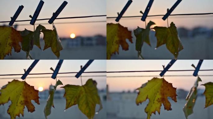 在寒冷的天气里，潮湿的秋叶在户外挂在洗衣绳上的近距离相机滑动镜头，风将它们移动，模糊的背景是闪亮的日