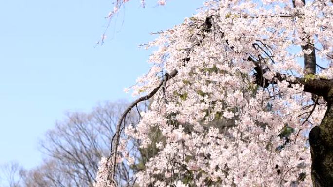 日本东京花园的樱花