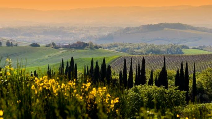 锡耶纳附近美丽的托斯卡纳风景，前景是柏树和黄色的扫帚花。意大利