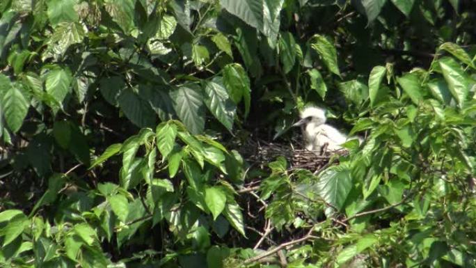 白鹭在树上照顾鸟巢和雏鸟