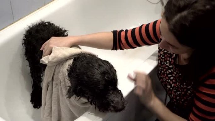狗在明亮的家庭洗澡女人洗完后擦拭。她用淋浴将洗发水从狗的长卷发上洗掉。狗耐心地站在浴缸里。侧视图。4