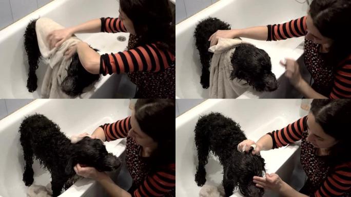 狗在明亮的家庭洗澡女人洗完后擦拭。她用淋浴将洗发水从狗的长卷发上洗掉。狗耐心地站在浴缸里。侧视图。4