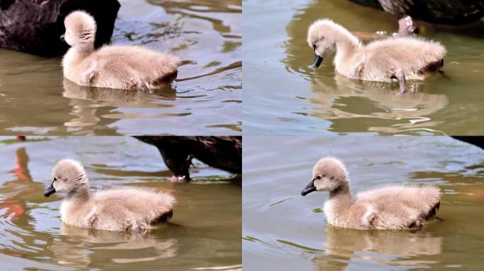 小黑天鹅在湖中游泳，可爱的蓬松小天鹅漂浮在水面上，寻找食物并清洁自己，4k镜头，慢动作。