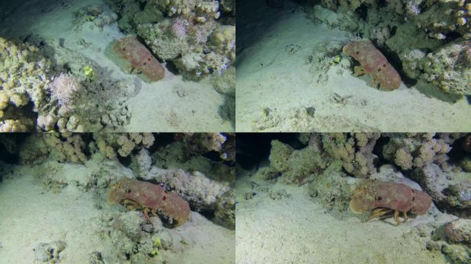 拖鞋龙虾晚上在海底行走。俯视图，水下镜头，4K-60 fps