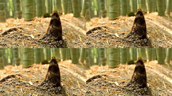 镰仓神奈川手持设备后国寺的竹林