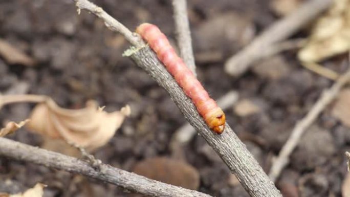 红色的Zeuzera咖啡或飞蛾茎蛀虫破坏树木。它是蔬菜和农业植物病害的危险虫害。