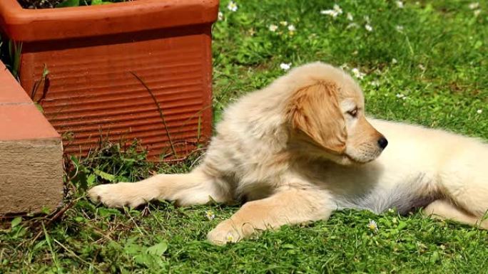 一只两个月大的金毛猎犬在绿色草地上放松